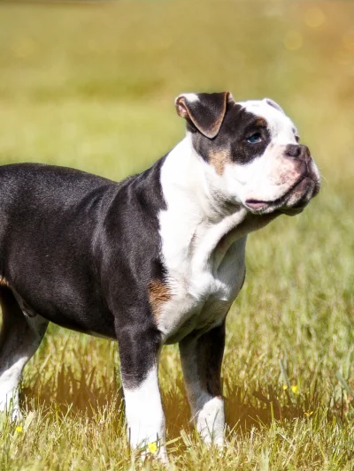 Alapaha Blue Blood Bulldog