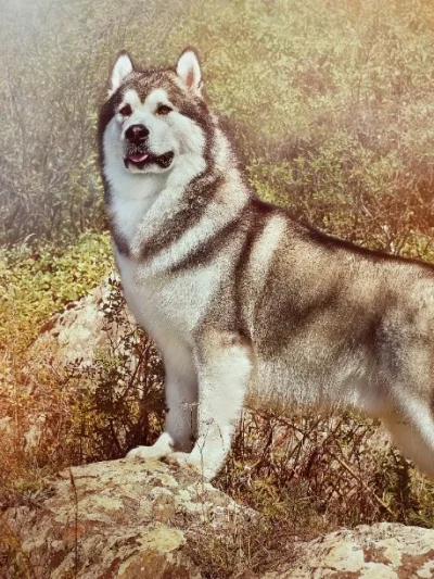 Alaskan Mamamute