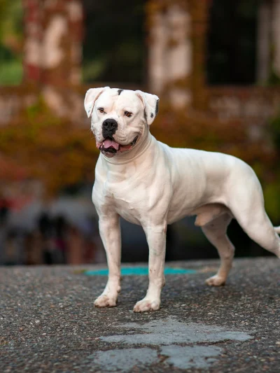 American Bulldog