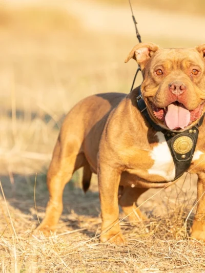 American Bully