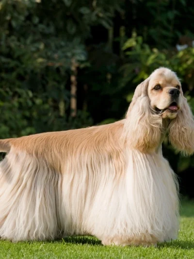 American Cocker Spaniel