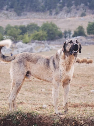Anatolian Shepherd