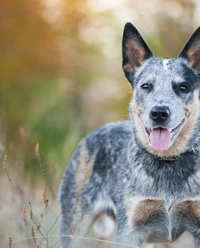 Australian Cattle Dog