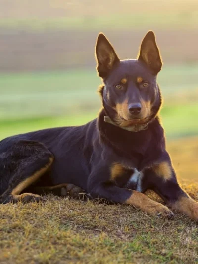 Australian Kelpie