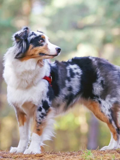 Australian Shepherd
