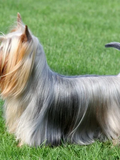 Australian Silky Terrier