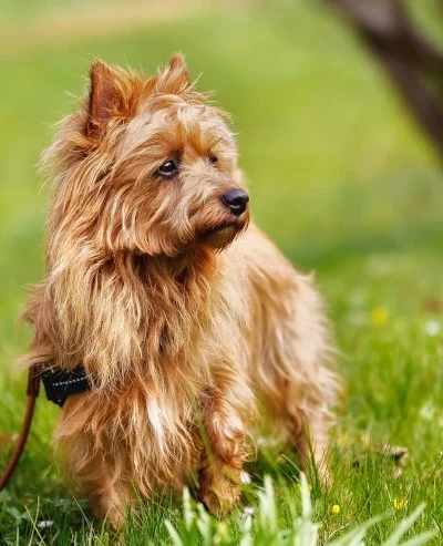 Australian Terrier