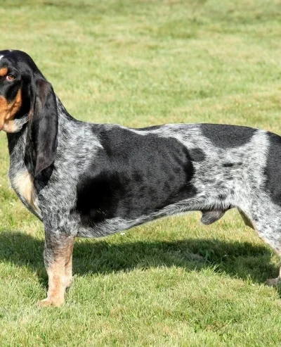 Basset Bleu de Gascoigne