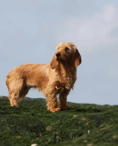 Basset Fauve de Bretagne
