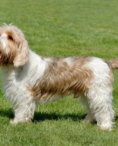 Basset Griffon Vendeen