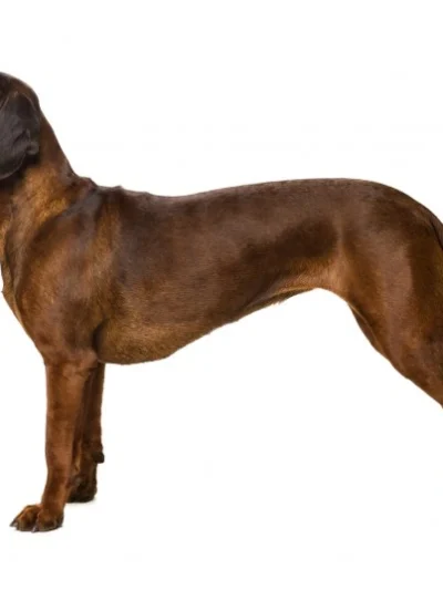 Bavarian Mountain Hound
