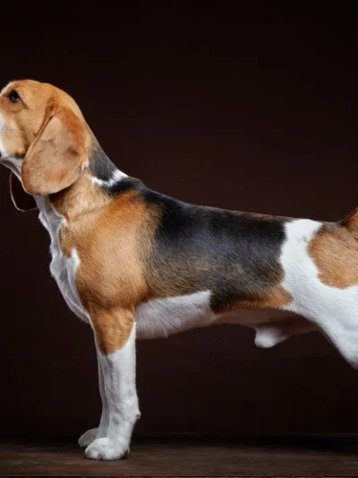 Beagle