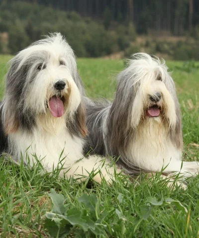 Bearded Collie