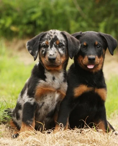 Beauceron