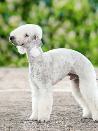 Bedlington Terrier