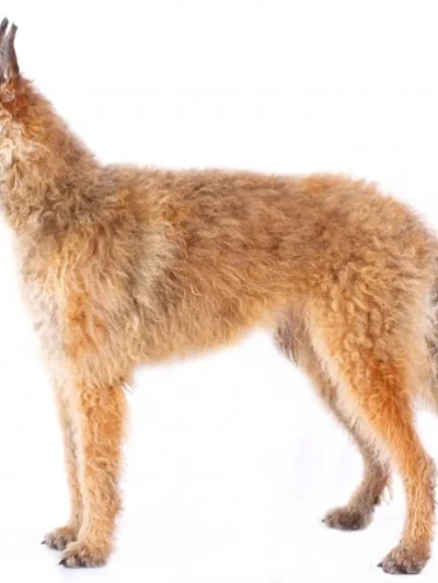 Belgian Sherherd Dog