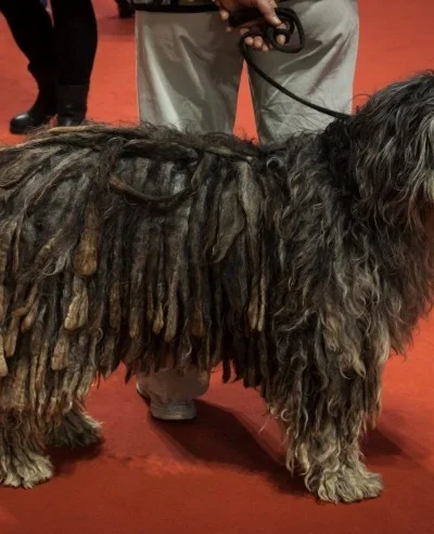 Bergamasco