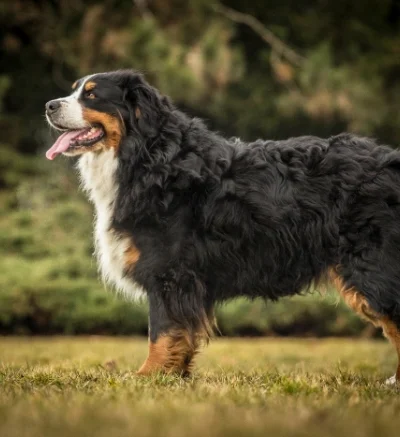 Bernese Mountain Dog