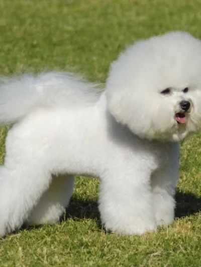 Bichon Frise