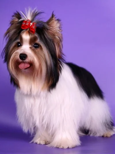 Biewer Terrier