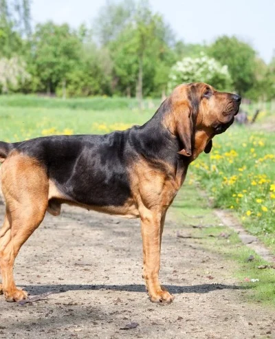 Bloodhound