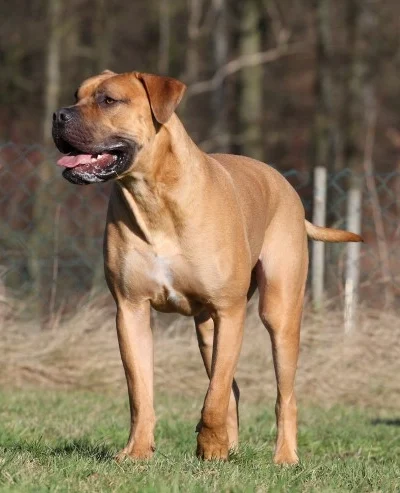 Boerboel