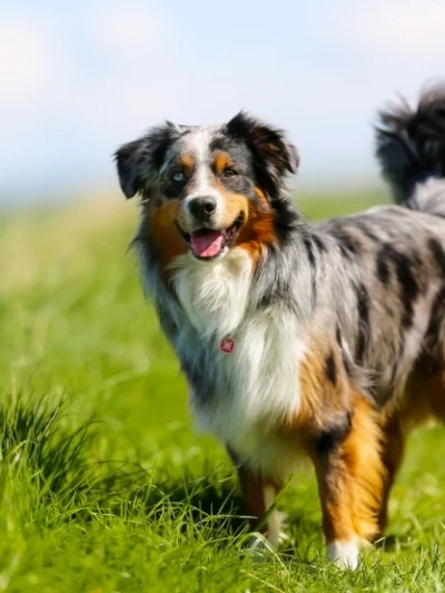 Border Collie
