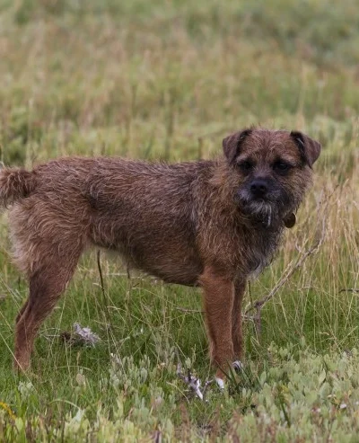Border Terrier
