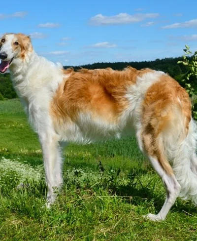 Borzoi