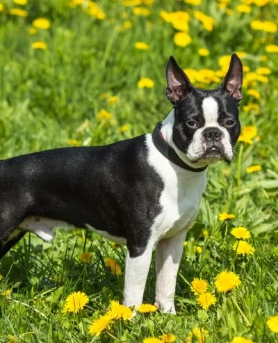 Boston Terrier