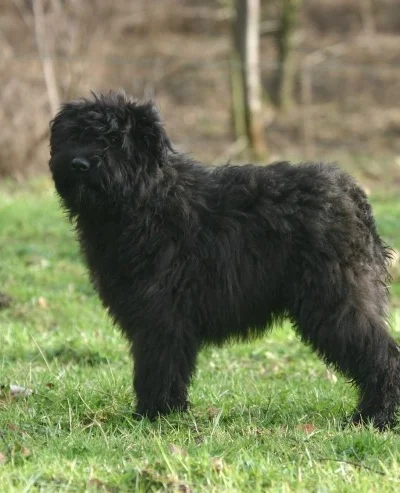 Bouvier des Flandres