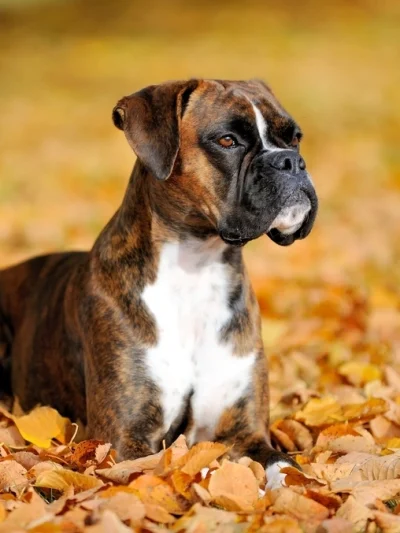 Boxer
