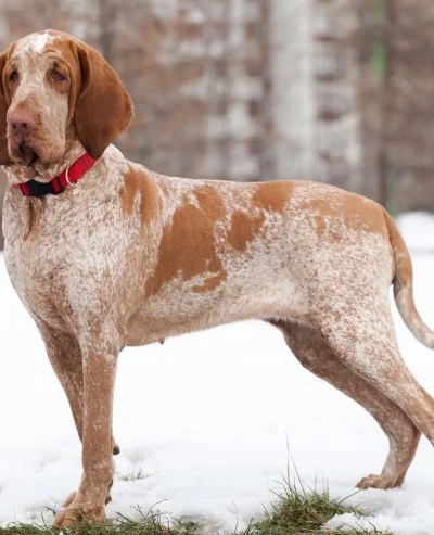Bracco Italiano