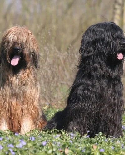 Briard