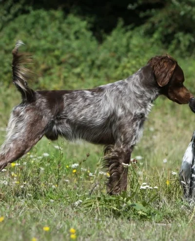 Brittany Spaniel