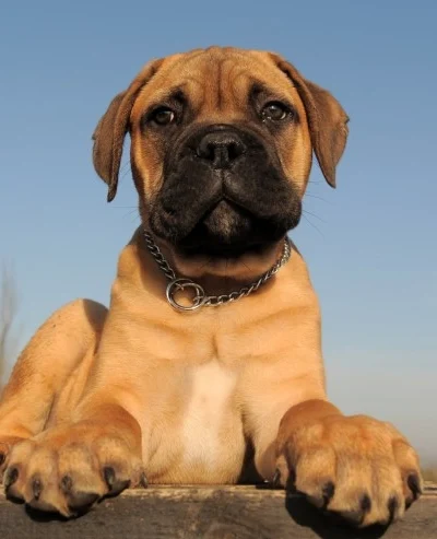 Bullmastiff