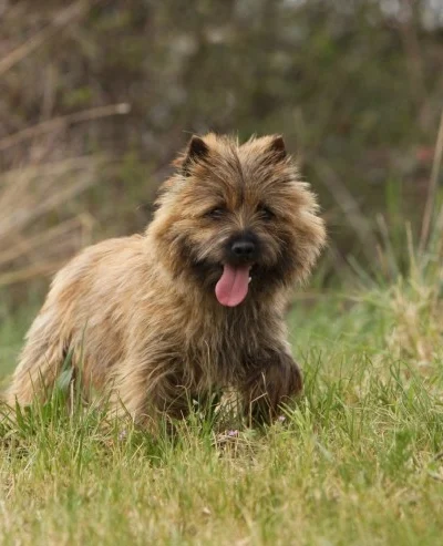 cairn Terrier