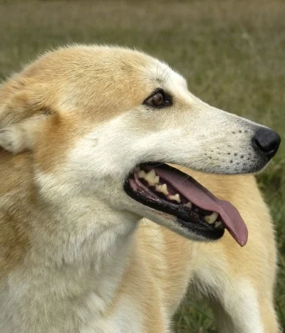 Canaan Dog