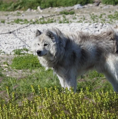 Canadian Eskimo Dog