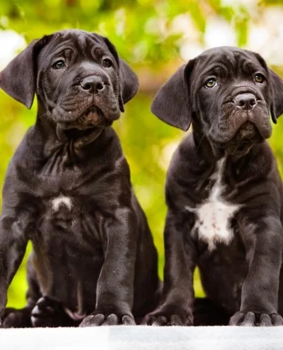 Cane Corso