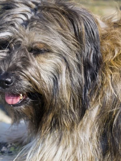 Catalan Sheepdog