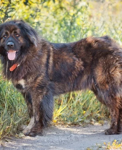 Caucasian Shepherd Dog
