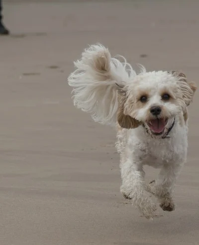 Cavachon