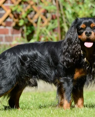 Cavalier King Charles Spaniel