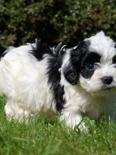 Cavapoo