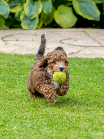 Cavapoochon
