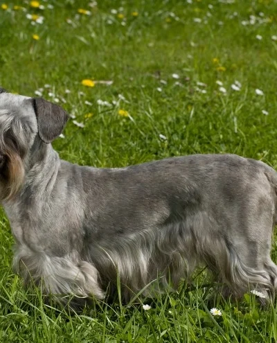 Cesku Terrier