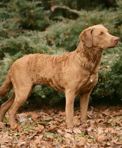 Chesapeake Bay Retriever