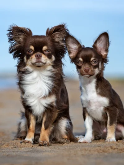 Chihuahua