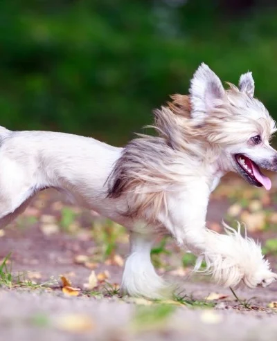 Chinese Crested